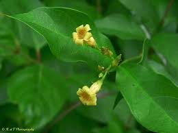 Attēlu rezultāti vaicājumam “Apocynaceae”