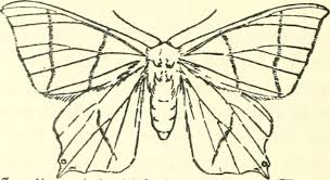 Attēlu rezultāti vaicājumam “Crocallis elinguaria imago”