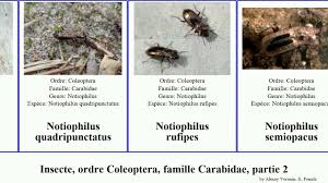 Attēlu rezultāti vaicājumam “Notiophilus palustris”