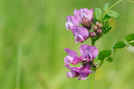 Attēlu rezultāti vaicājumam “Vicia sepium flower”