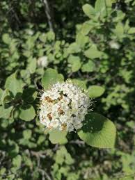 Attēlu rezultāti vaicājumam “Viburnum lantana  flower”