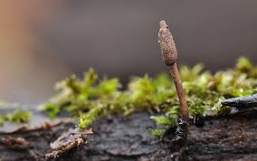 Attēlu rezultāti vaicājumam “Cordyceps stylophora”