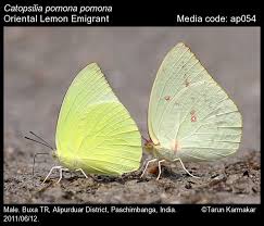 Attēlu rezultāti vaicājumam “Pieridae”