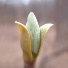 Attēlu rezultāti vaicājumam “Liriodendron tulipifera bud”