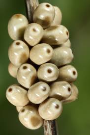 Attēlu rezultāti vaicājumam “Macrothylacia rubi”