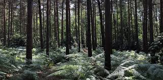 Image result for The Go Ape Experience (Swinley Forest)