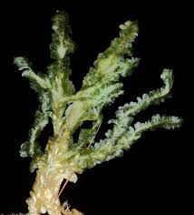 Attēlu rezultāti vaicājumam “Homalia trichomanoides sporophyte”