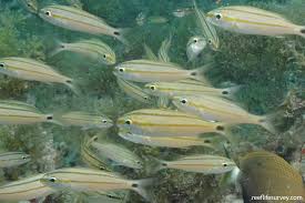 Image result for Haemulon aurolineatum