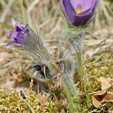 Attēlu rezultāti vaicājumam “Pulsatilla vulgaris”