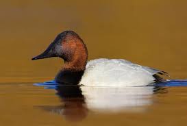 Image result for Aythya valisineria