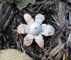 Attēlu rezultāti vaicājumam “Geastrum fimbriatum”