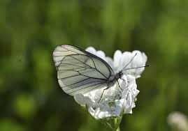 Attēlu rezultāti vaicājumam “Aporia crataegi upperside”