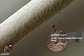 Image result for human hair microscope image