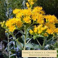 Attēlu rezultāti vaicājumam “Oligonema flavidum”