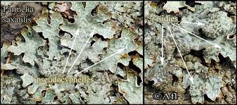 Attēlu rezultāti vaicājumam “Parmelia serrana”