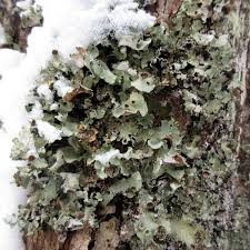 Attēlu rezultāti vaicājumam “Cetrelia olivetorum”