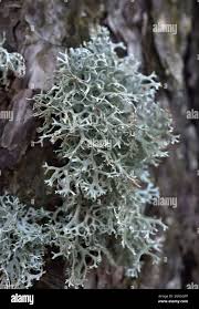 Attēlu rezultāti vaicājumam “Ramalina farinacea”