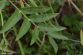 Attēlu rezultāti vaicājumam “Sium latifolium”