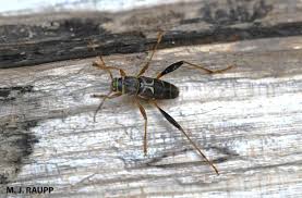 Attēlu rezultāti vaicājumam “Cerambycidae”