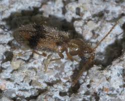 Attēlu rezultāti vaicājumam “Notoxus monoceros”