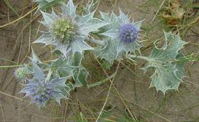 Attēlu rezultāti vaicājumam “Eryngium maritimum leaf”