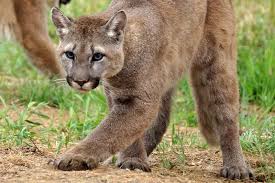 Image result for Craigmount Cougars