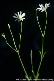Attēlu rezultāti vaicājumam “Stellaria palustris”