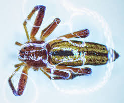 Attēlu rezultāti vaicājumam “Tibellus oblongus”