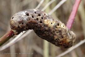 Attēlu rezultāti vaicājumam “Diastrophus rubi”