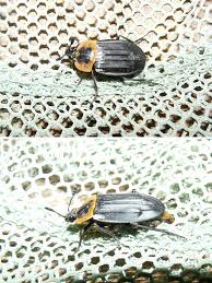 Attēlu rezultāti vaicājumam “Silphidae”