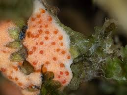 Attēlu rezultāti vaicājumam “Hypomyces armeniacus”