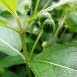 Attēlu rezultāti vaicājumam “Mercurialis perennis fruit”