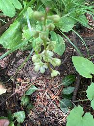 Attēlu rezultāti vaicājumam “Pyrola chlorantha”