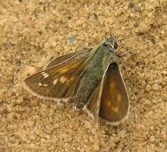 Attēlu rezultāti vaicājumam “Hesperia comma female”