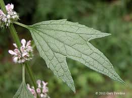 Attēlu rezultāti vaicājumam “Leonurus cardiaca”