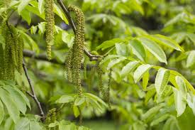 Attēlu rezultāti vaicājumam “Juglans mandshurica male flower”