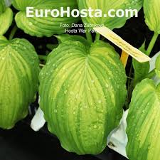 Image result for Hosta Warpaint