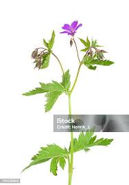 Attēlu rezultāti vaicājumam “Geranium sylvaticum bud”