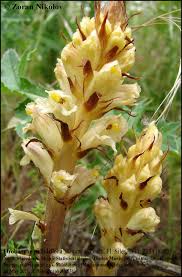 Attēlu rezultāti vaicājumam “Orobanche reticulata flower”