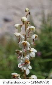 Attēlu rezultāti vaicājumam “Pyrolaceae”