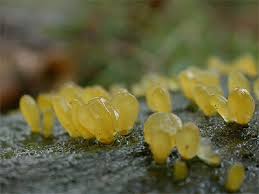 Attēlu rezultāti vaicājumam “Calocera pallidospathulata”