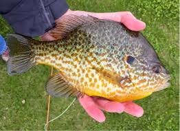 Image result for Lepomis cyanellus