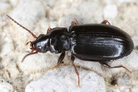 Attēlu rezultāti vaicājumam “Tachyta nana”