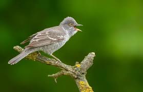 Attēlu rezultāti vaicājumam “Sylvia nisoria adult”