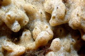 Attēlu rezultāti vaicājumam “Diderma umbilicatum plasmodium”