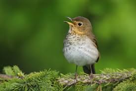 Image result for Catharus ustulatus