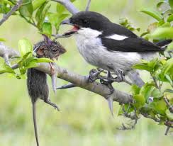 Attēlu rezultāti vaicājumam “Laniidae”
