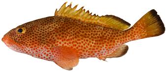 Image result for Epinephelus guttatus