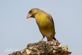 Attēlu rezultāti vaicājumam “Chloris chloris male”