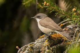 Image result for Sylvia sarda